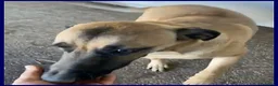 Meticcio cani in regalo: KETCHUP un simpaticone! - Annuncio 2