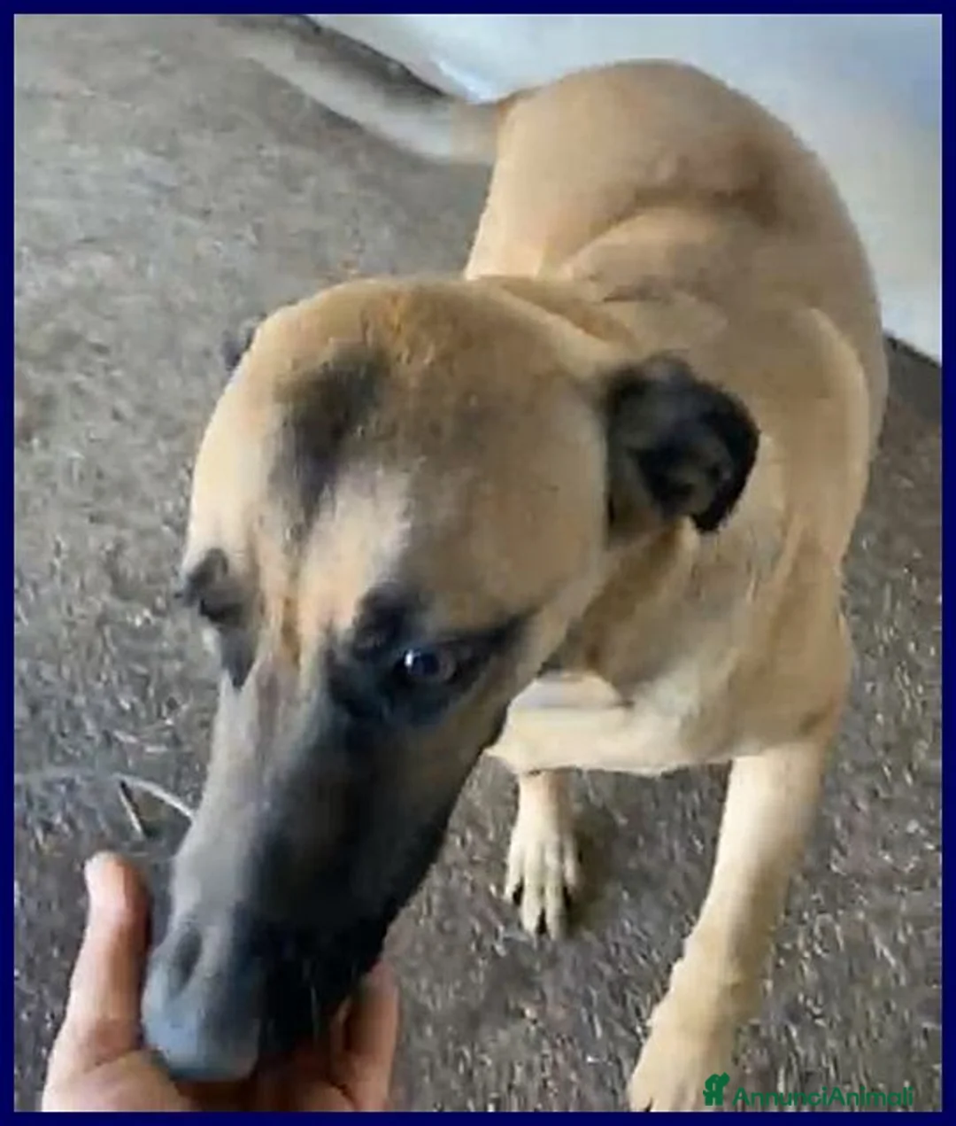 Meticcio cani in regalo: KETCHUP un simpaticone! - Annuncio 2