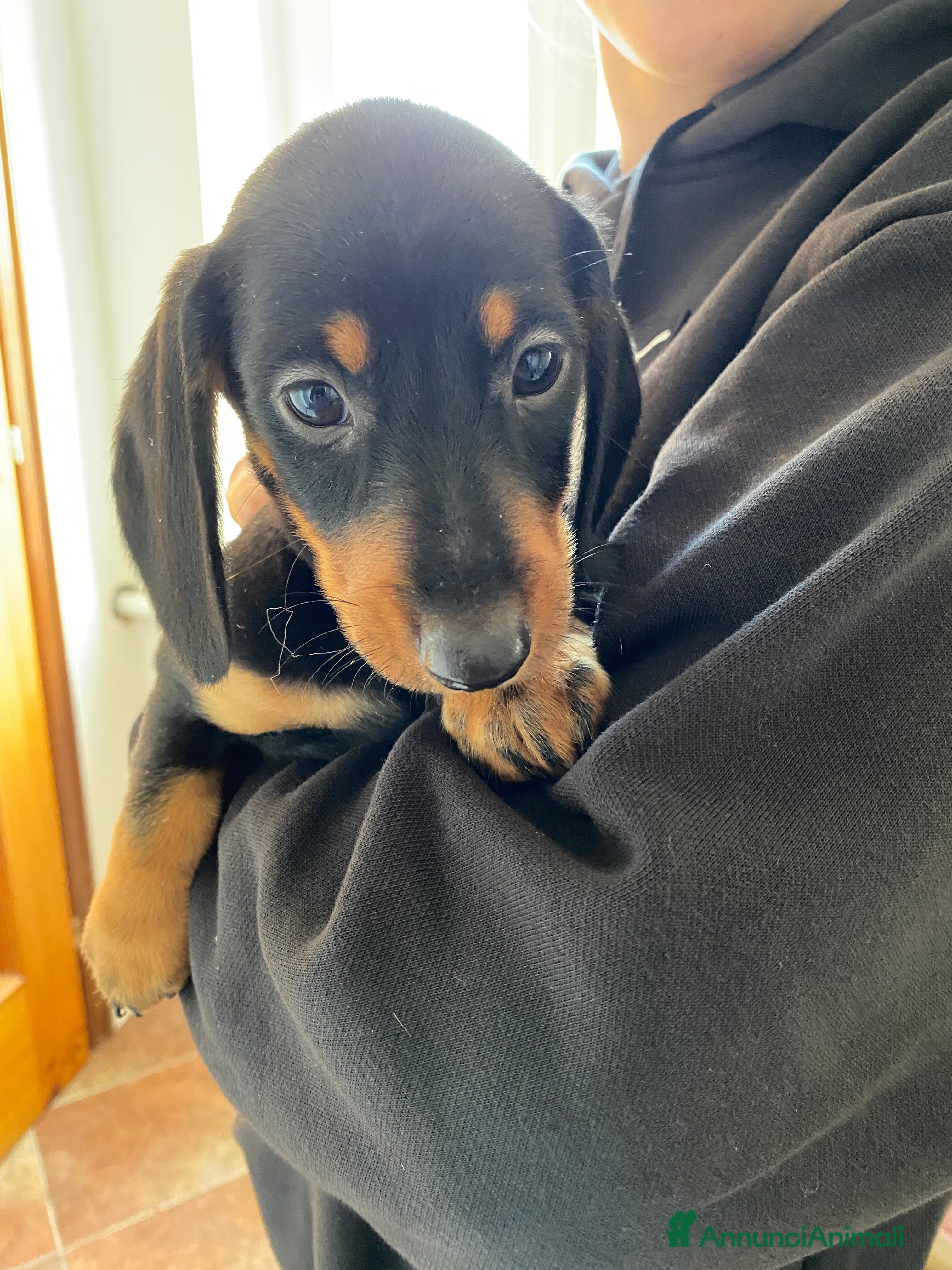 Bassotto cani Bassotto nano tedesco a Città Metropolitana di Torino - Annuncio 3