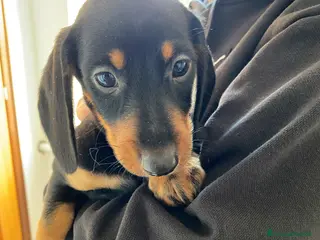 Bassotto cani Bassotto nano tedesco a Città Metropolitana di Torino - Annuncio 3