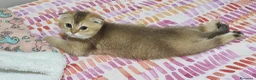 Scottish gatti in vendita: Cuccioli razza scottish straight e fold - Annuncio 7