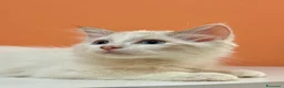Ragdoll gatti in vendita: cucciolo ragdoll disponibile  - Annuncio 11