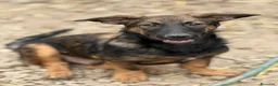 Meticcio cani in regalo: ENZO, lupacchiotto ZAMPACORTA simpaticissimo! - Annuncio 5