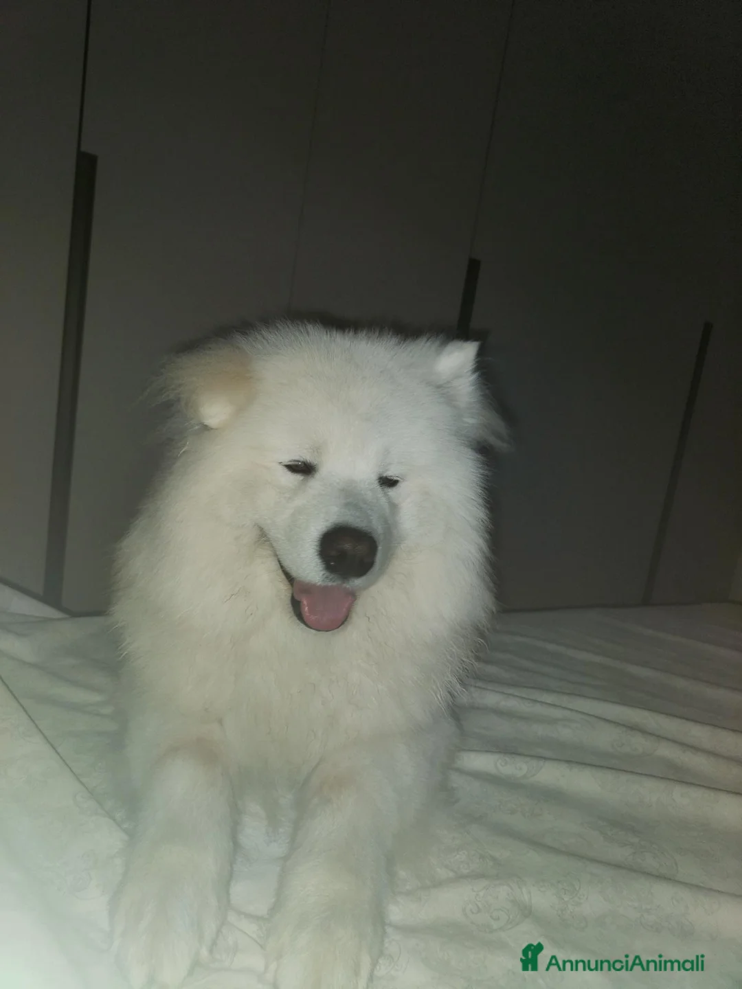 Samoiedo cani per accoppiamento: Cane maschio per accoppiamento  a Provincia di Rovigo - Annuncio 2
