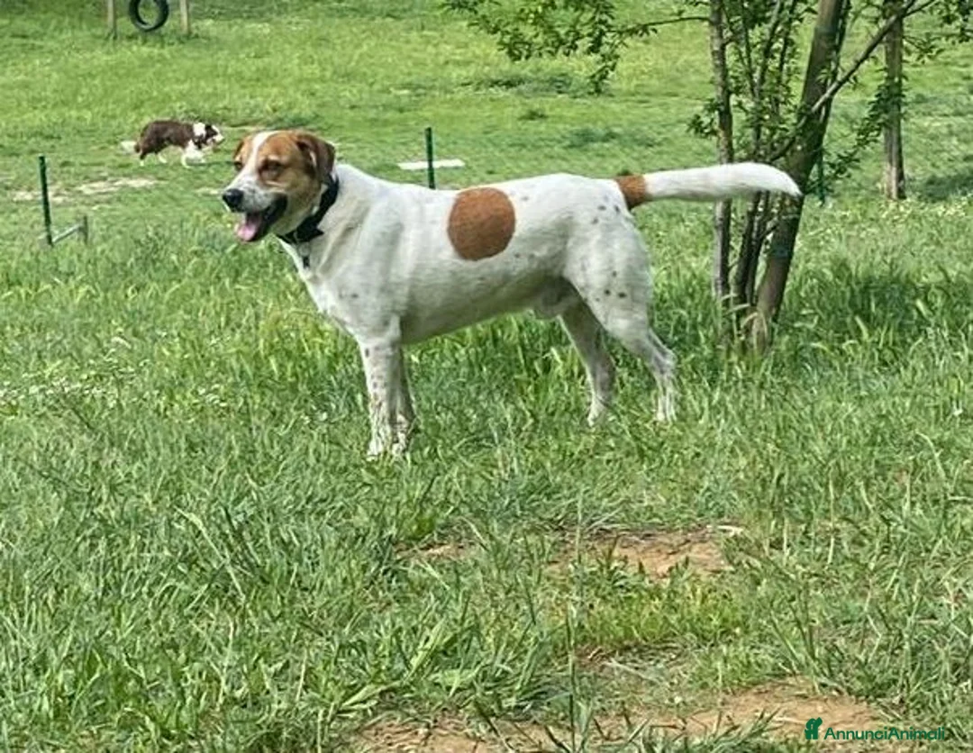 Meticcio cani in regalo: TOMMY bravo!Deve finalmente trovare pace a Città Metropolitana di Torino - Annuncio 5