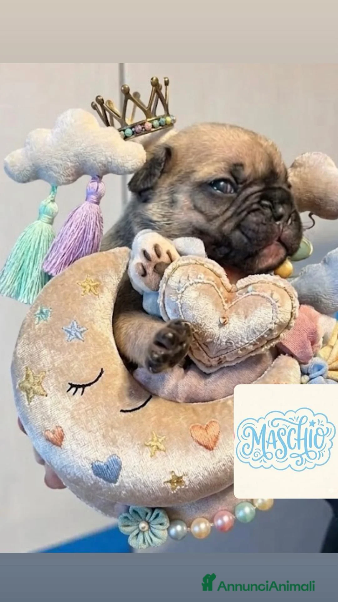 Bulldog Francese cani in vendita: BULLDOGG FRANCESE CUCCIOLI MERAVIGLIOSI - Annuncio 2