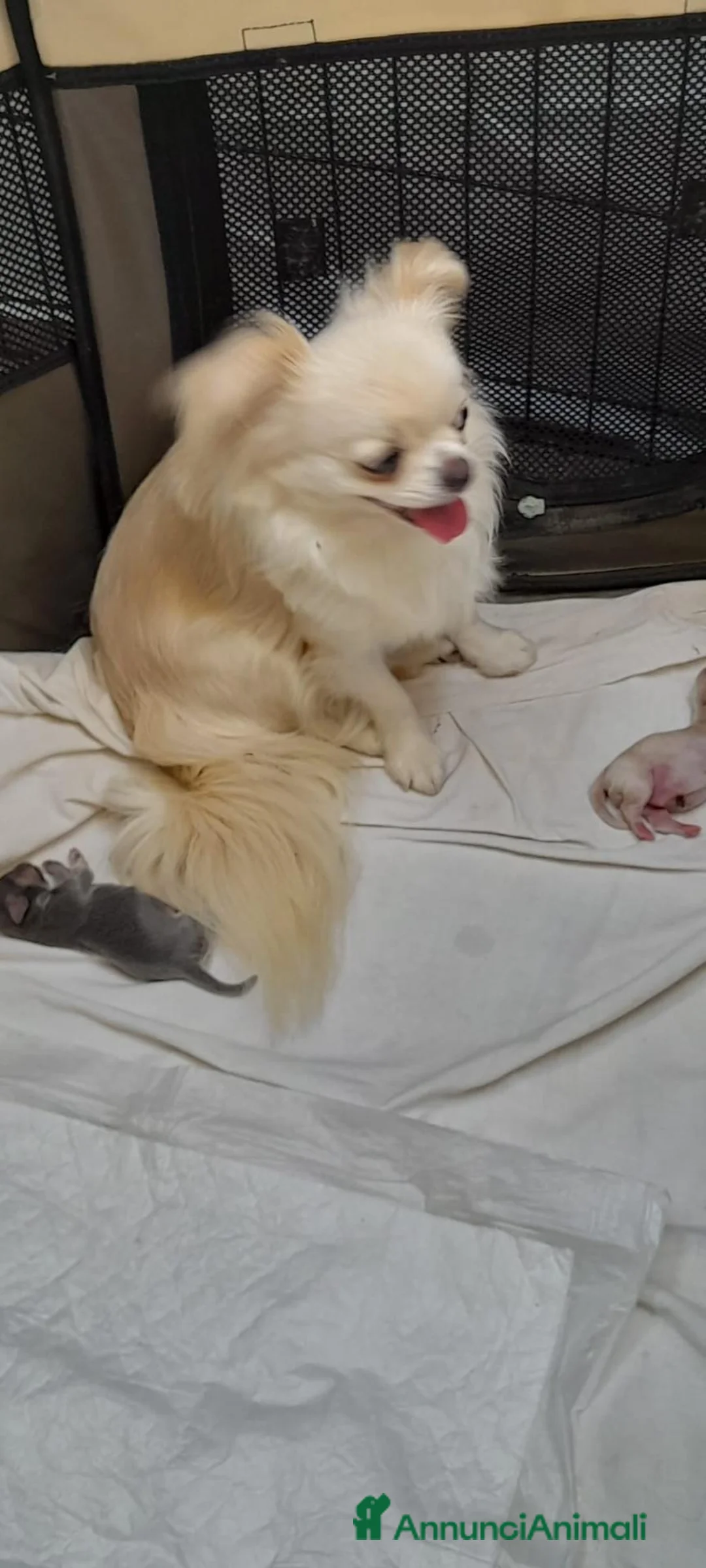 Chihuahua cani in vendita: Cuccioli chihuahua  - Annuncio 5