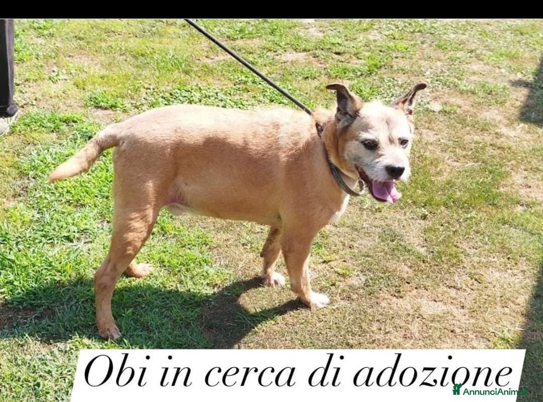 Meticcio cani in regalo: 9anni ha vegliato il padrone deceduto in casaPAVIA a Città metropolitana di Milano - Annuncio 1