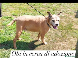 Meticcio cani 9anni ha vegliato il padrone deceduto in casaPAVIA a Città metropolitana di Milano - Annuncio 17
