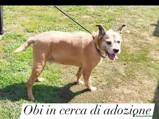 Meticcio cani 9anni ha vegliato il padrone deceduto in casaPAVIA - Annuncio 30