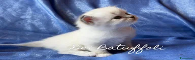 Fatina Mimì 