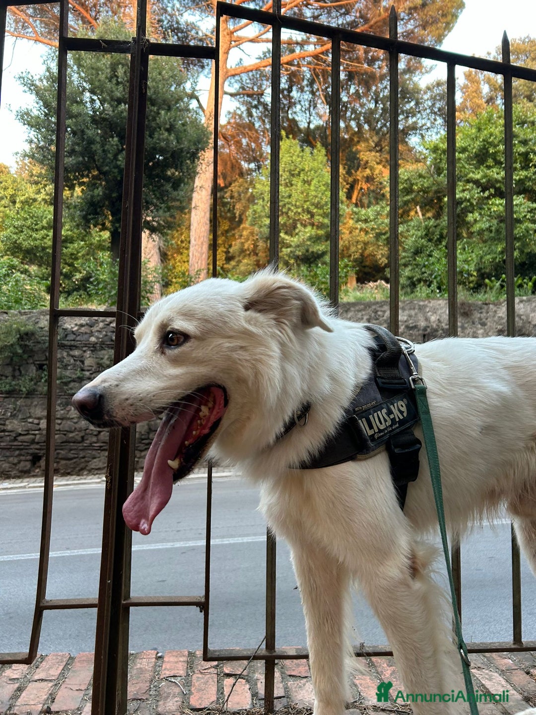 Altre razze cani in regalo: Adriano, il nostro imperatore cerca casa  a Città metropolitana di Roma Capitale - Annuncio 2