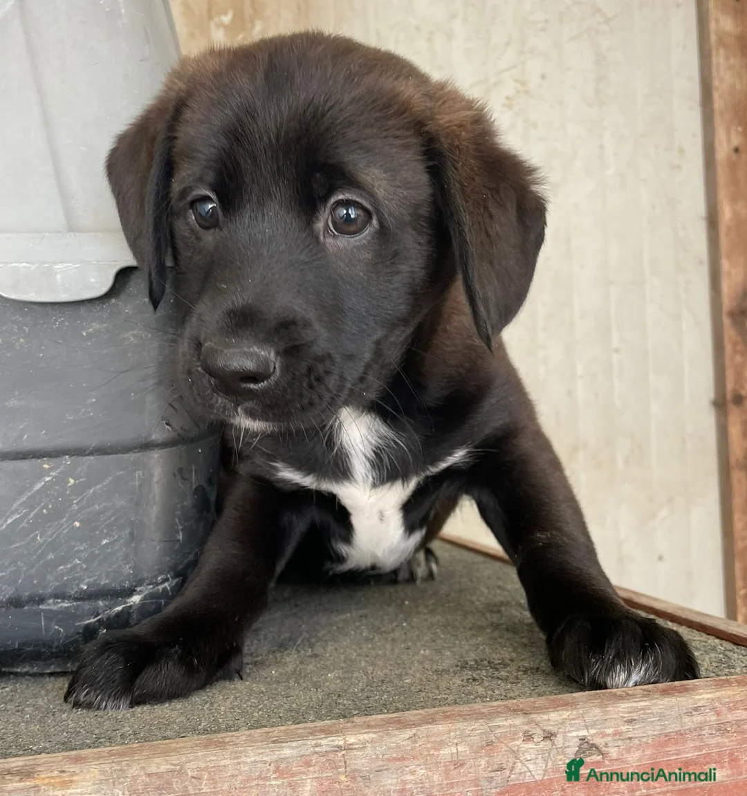 Labrador cani in regalo: MASCHIETTO SIMIL LABRADORINO - Annuncio 4