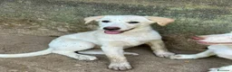 Meticcio cani in regalo: Vera sorride e cerca casa 🏡 a Città metropolitana di Milano - Annuncio 6
