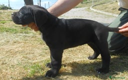 Cane Corso cani in vendita: cuccioli e cuccioloni  di cane corso  a Provincia di Cuneo - Immagine 15