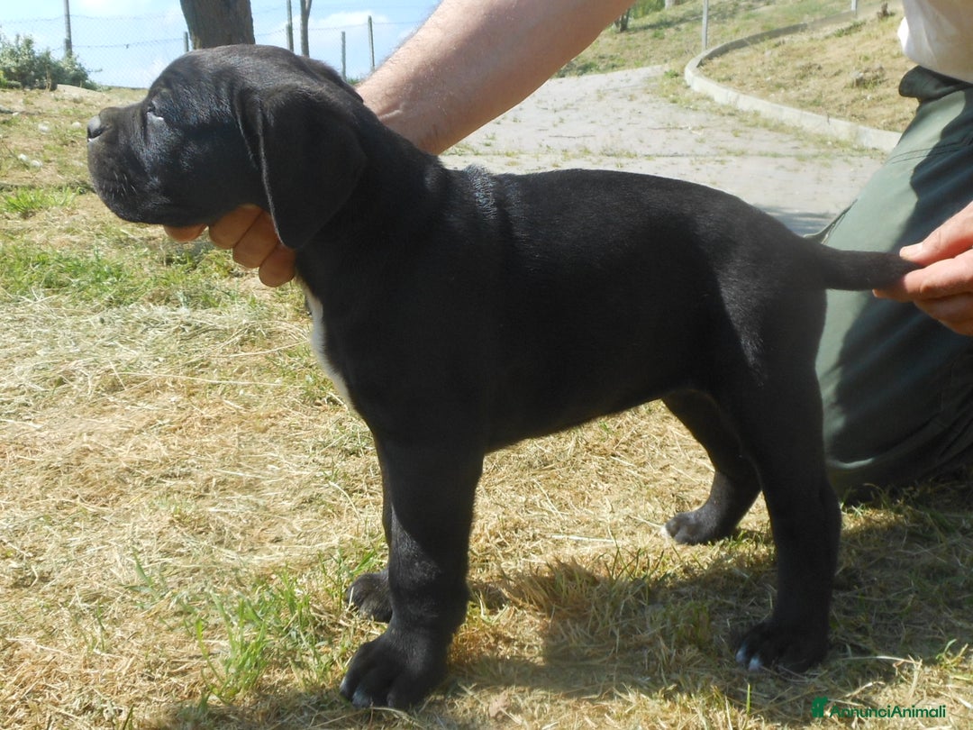 Cane Corso cani in vendita: cuccioli e cuccioloni  di cane corso  a Provincia di Cuneo - Immagine 15