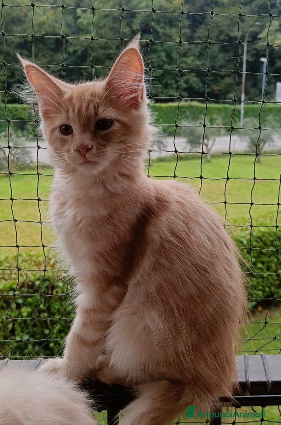 Maine Coon gatti in vendita:  Maine Coon pedigree ANFI senza limitazioni  - Annuncio 8