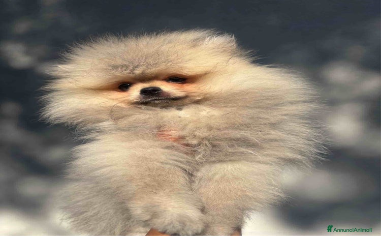 Volpino Pomerania cani a Provincia di Ancona - Annuncio 2