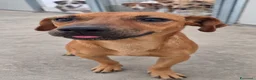 Meticcio cani in regalo: Pippo e Tara taglie piccole cercano casa - Annuncio 7