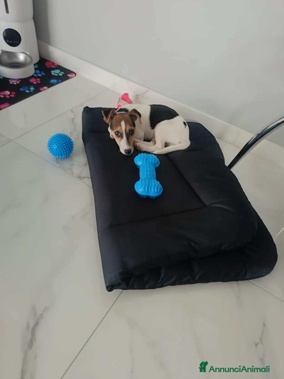 Jack Russell cani in vendita: Vendo cucciolo di jack russel  a Provincia di Foggia - Annuncio 2