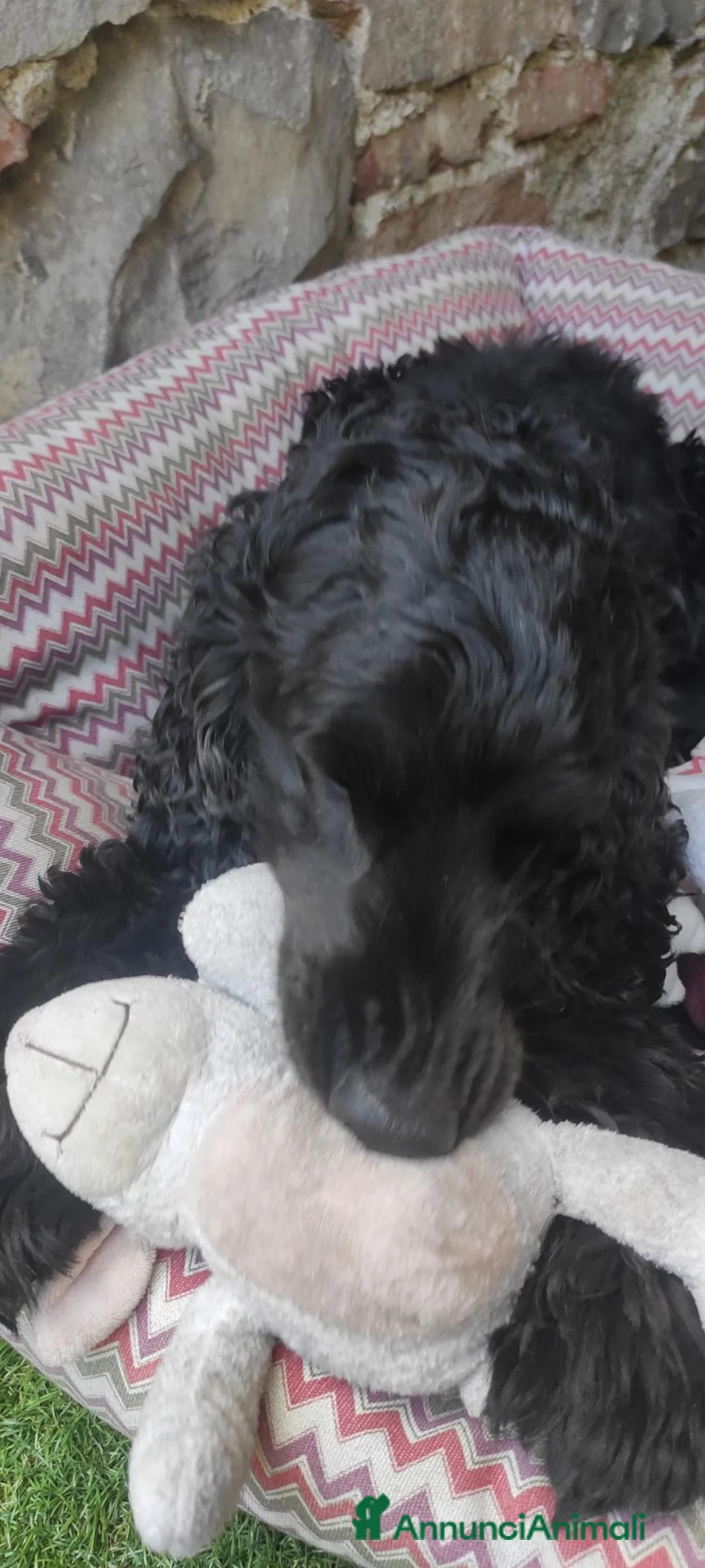 Cocker cani per accoppiamento: Cocker per accoppiamento  a Provincia di Gorizia - Annuncio 2