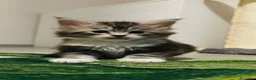 Maine Coon gatti in vendita: Maine coon con pedigree  - Annuncio 15