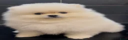 Spitz cani in vendita: Pomerania Spitz Toy nano  - Annuncio 6