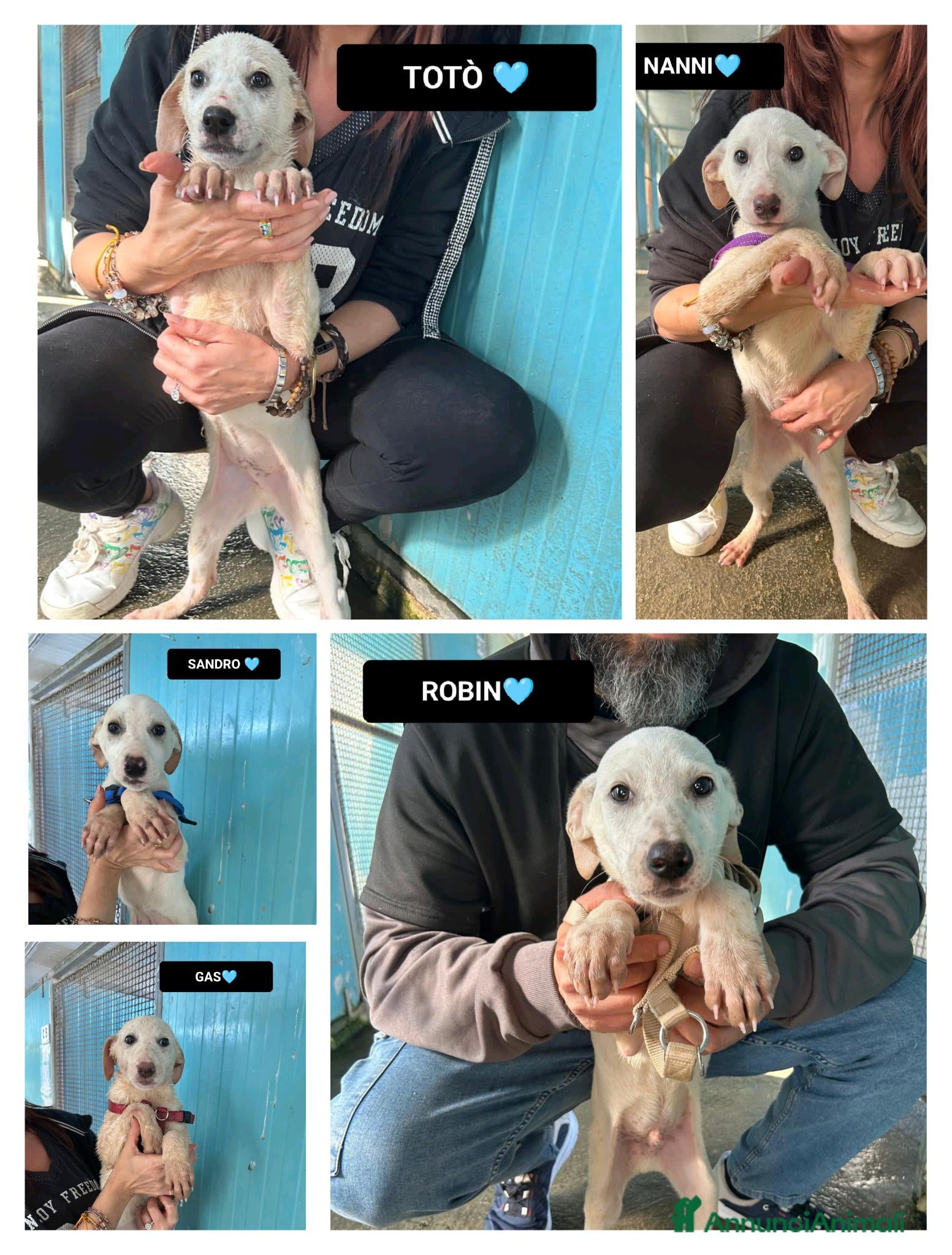 Altre razze cani TOTÒ, NANNI, SANDRO, GAS E ROBIN, - Annuncio 25