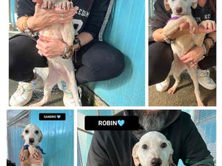 Altre razze cani TOTÒ, NANNI, SANDRO, GAS E ROBIN, - Annuncio 25