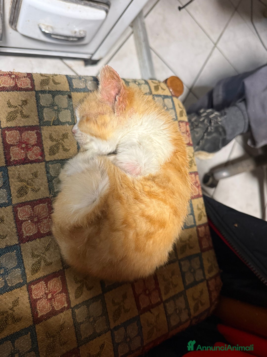 Europeo gatti in regalo: Gattini rossi trovatelli  - Annuncio 10