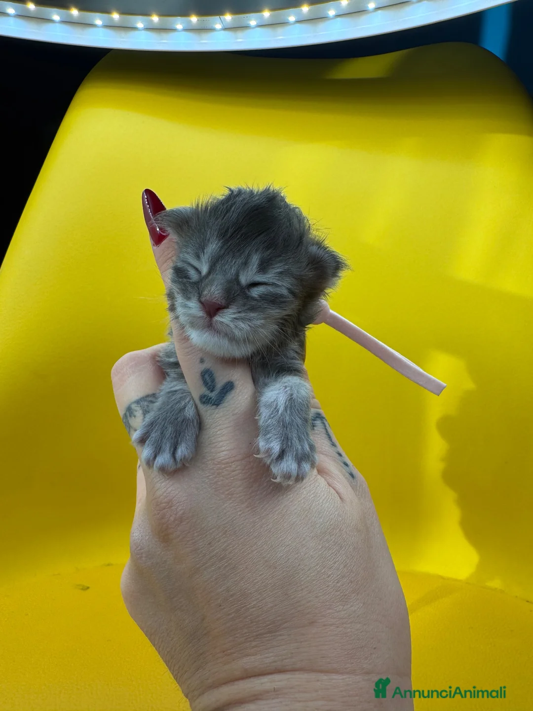 Maine Coon gatti in vendita: Splendidi cuccioli di Maine Coon - Annuncio 2