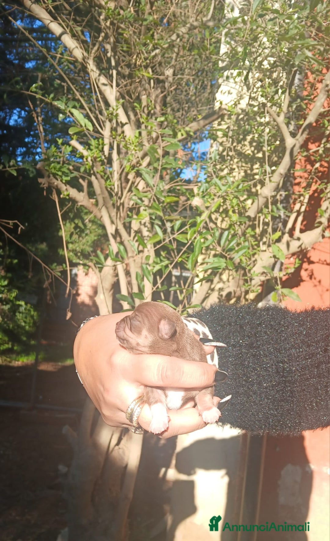 Chihuahua cani in vendita: Cuccioli chiuhauha toy puri  - Annuncio 5