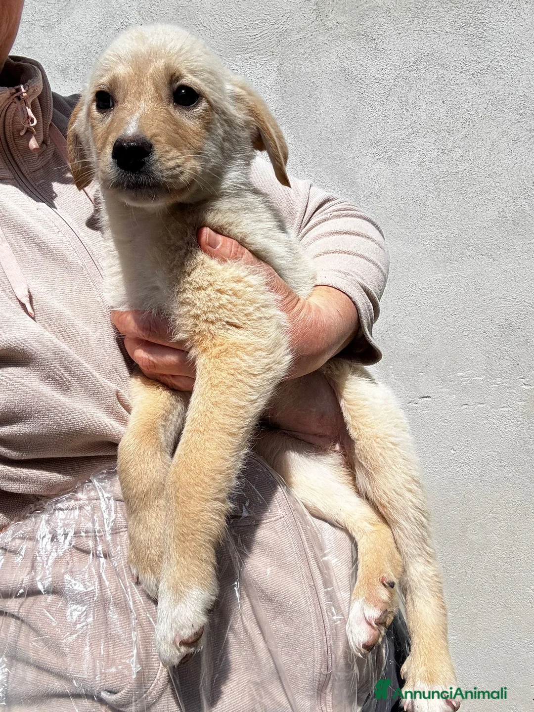 Meticcio cani in regalo: Kalyos a Provincia di Vicenza - Annuncio 2