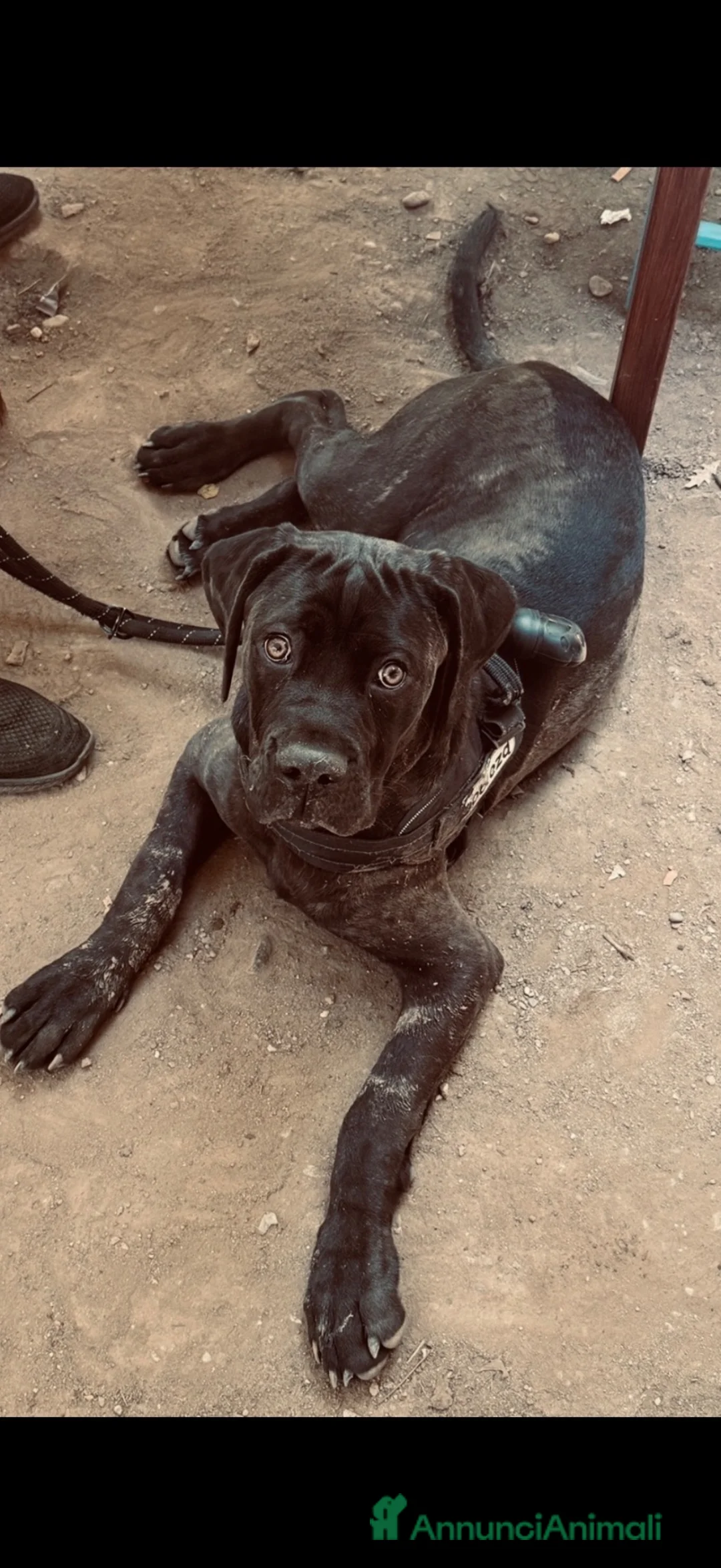 Cane Corso cani in regalo: Cane Corso 7 mesi GALLARATE - Adozione Gratuita - Annuncio 1