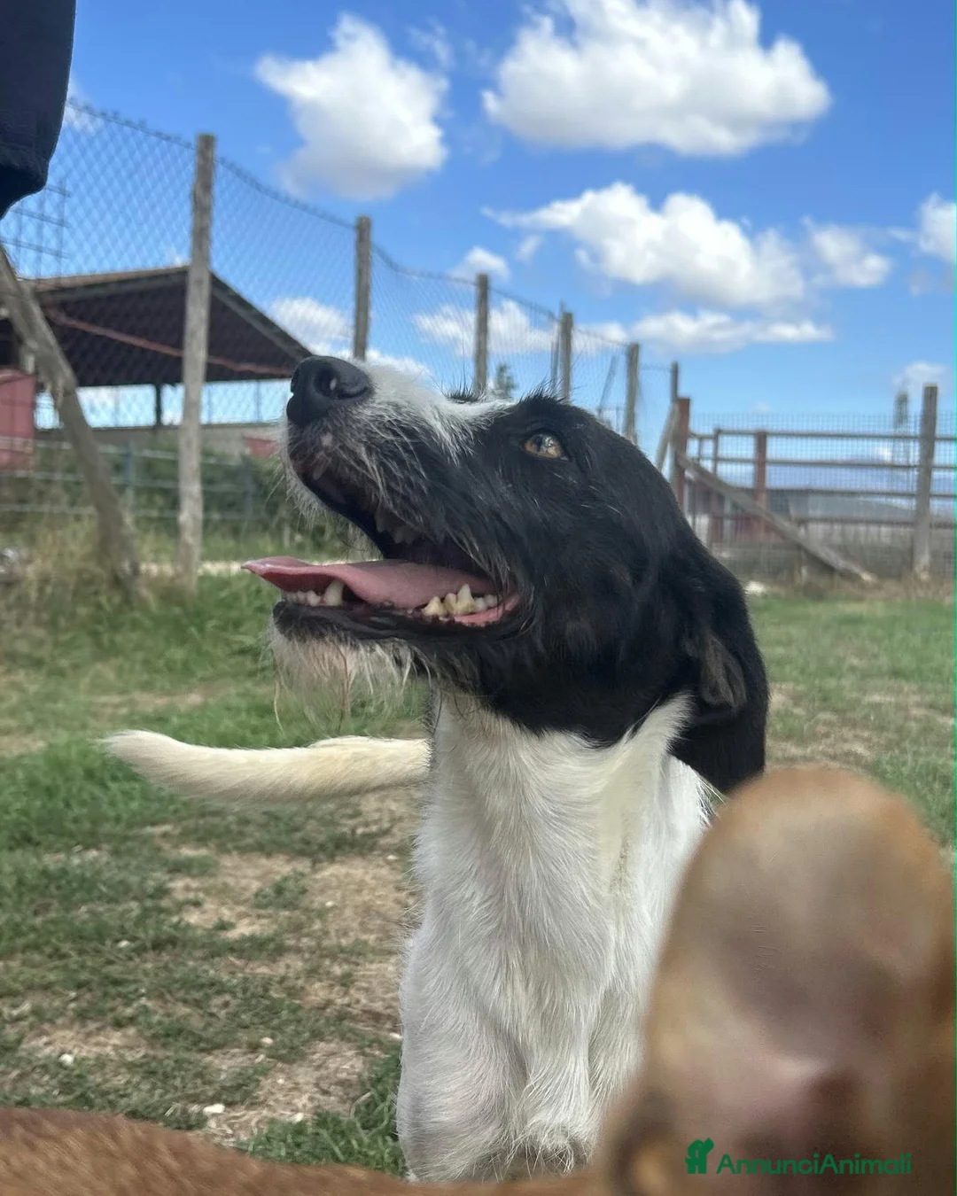 Meticcio cani in regalo: Adidas, simpatica come il suo nome - Annuncio 9