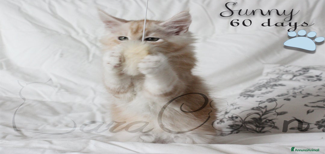 Immagine della galleria {{count}}