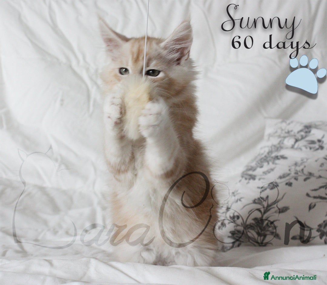 Immagine della galleria {{count}}