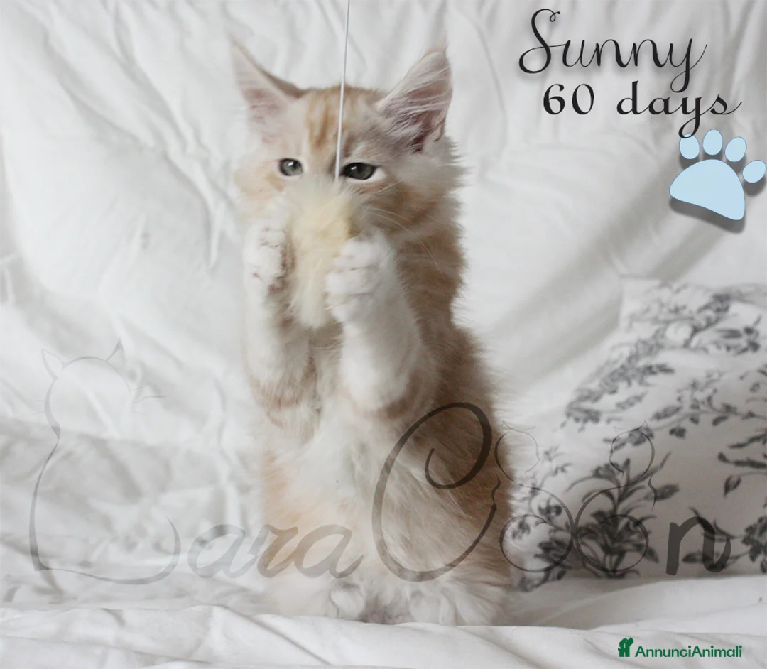 Immagine della galleria {{count}}