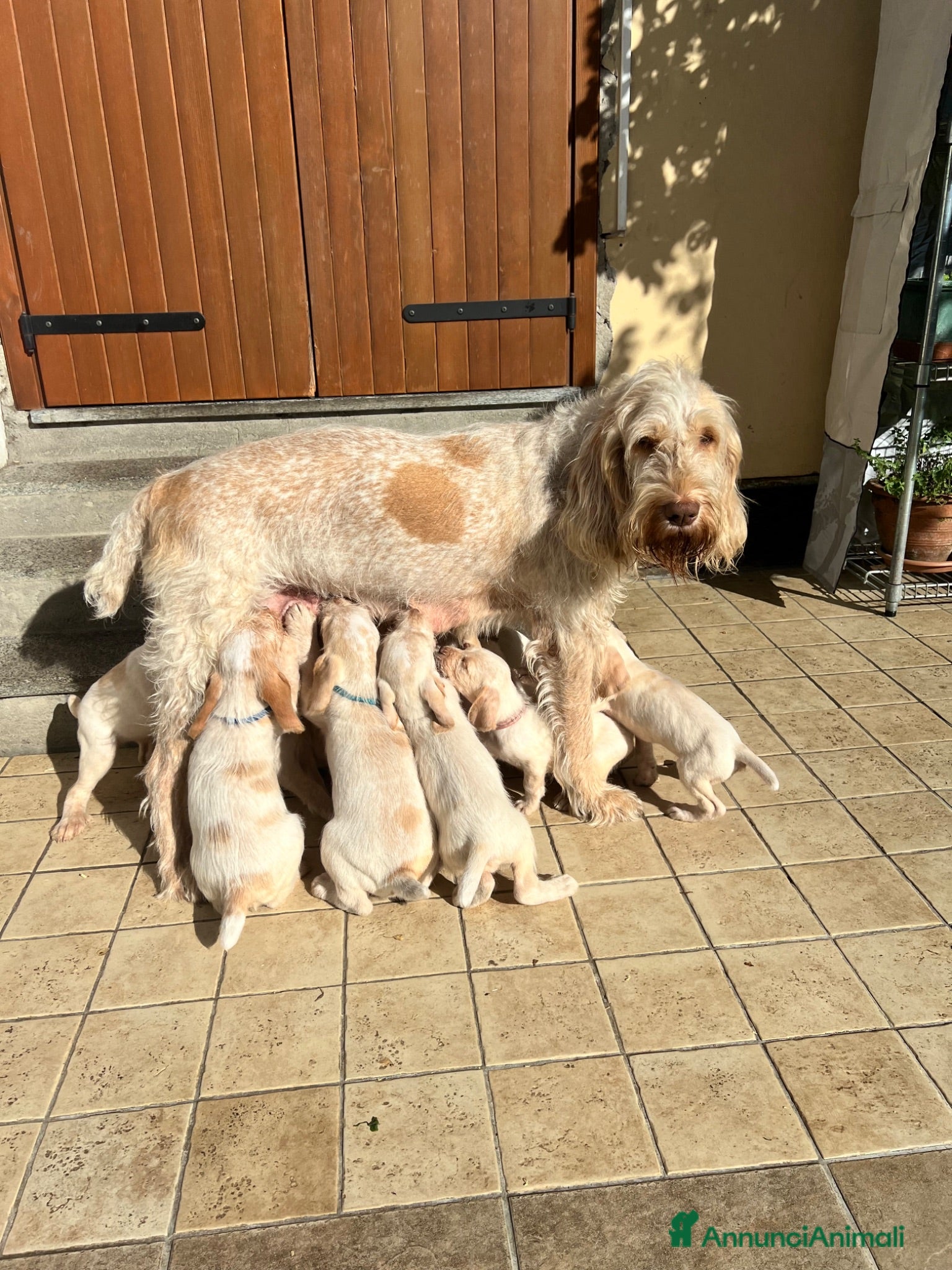 Spinone cani cuccioli di spinone italiano bianco arancio  - Annuncio 1