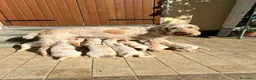 Spinone cani in vendita: cuccioli di spinone italiano bianco arancio  a Provincia del Verbano-Cusio-Ossola - Annuncio 1