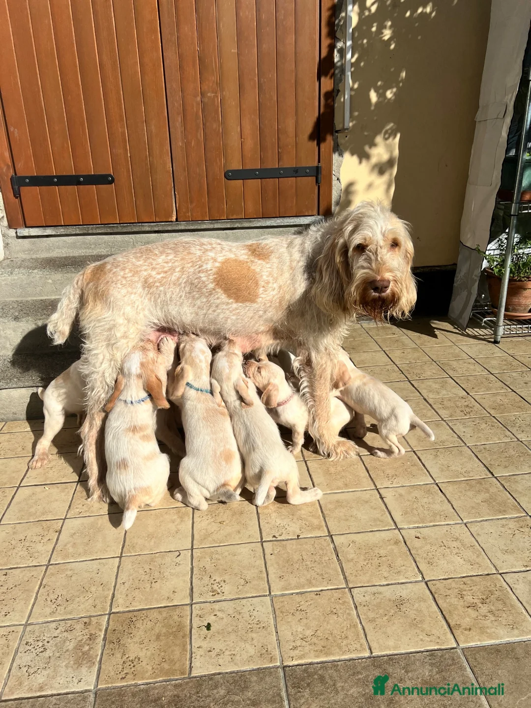Spinone cani in vendita: cuccioli di spinone italiano bianco arancio  a Provincia del Verbano-Cusio-Ossola - Annuncio 1
