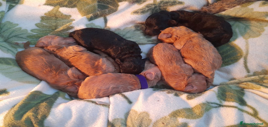 Immagine della galleria {{count}}