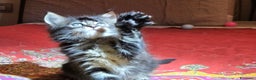 Maine Coon gatti in vendita: Vendo Cuccioli di Maine Coon - Annuncio 15
