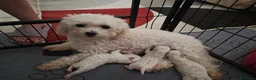 Maltese cani in vendita:  Cucciola femmina - Annuncio 5