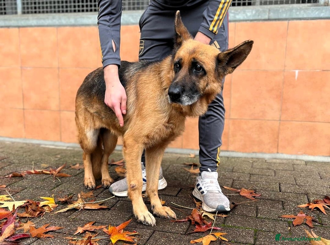 Pastore Tedesco cani in regalo: GIANNA PASTORE TEDESCO - Annuncio 3