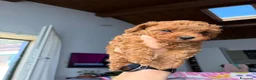 Barboncino Toy cani in vendita: Barboncini Toy a Provincia di Bergamo - Annuncio 3