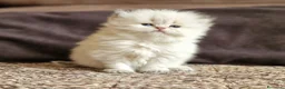 British gatti in vendita: British longhair Golden Point - Annuncio 12
