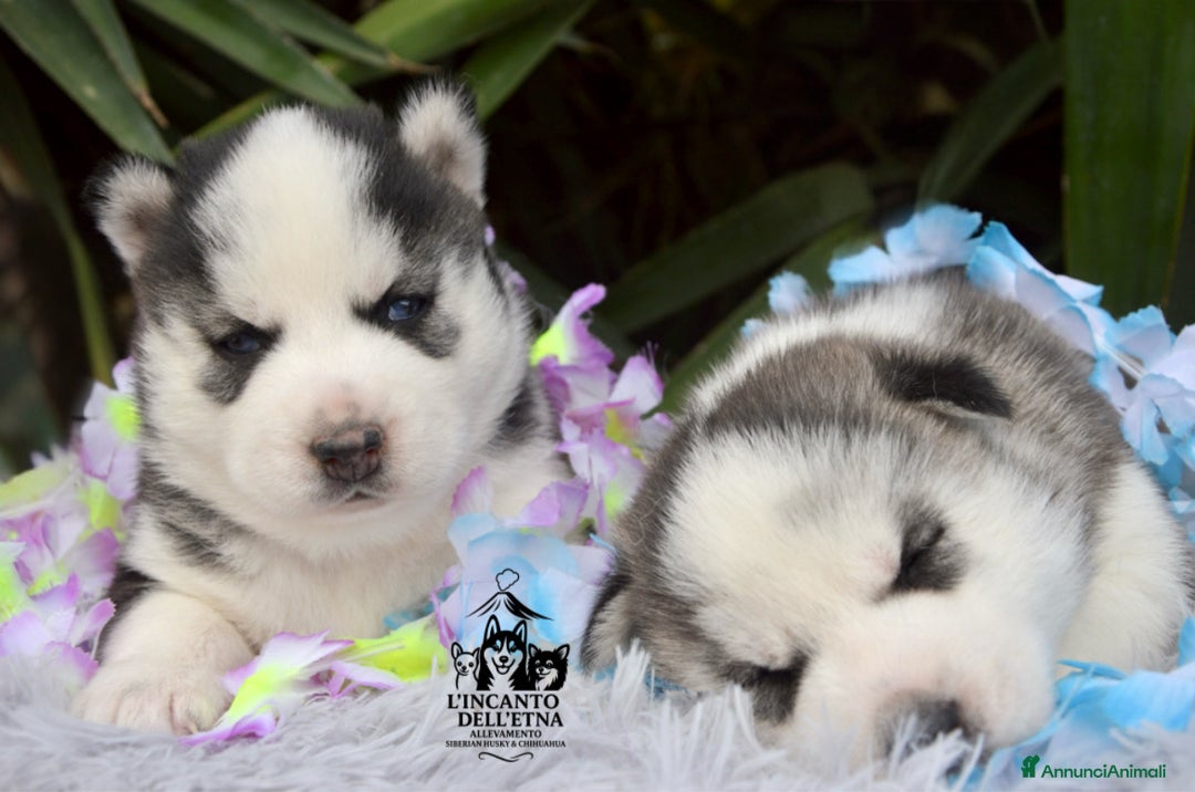 Husky cani in vendita: Cucciola Siberian Husky linea Russa Pedigree Enci - Annuncio 3
