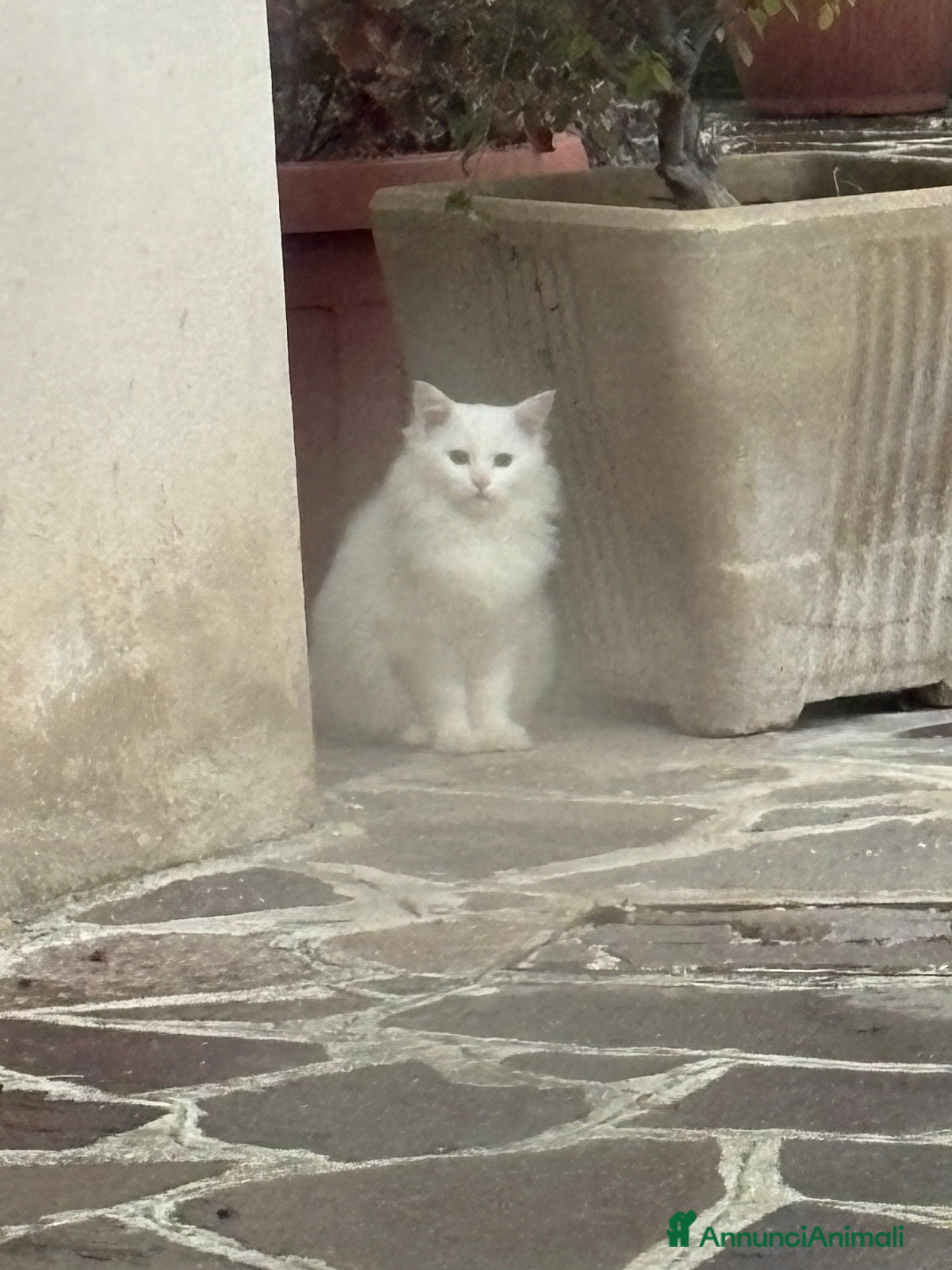 Angora turco gatti Cucciolo Angora Turco - Annuncio 1