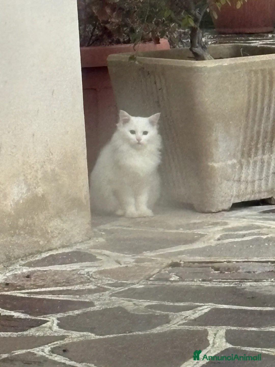 Angora turco gatti per accoppiamento: Cucciolo Angora Turco - Annuncio 1
